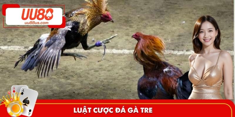 Nắm rõ quy luật cược chọi gà tre