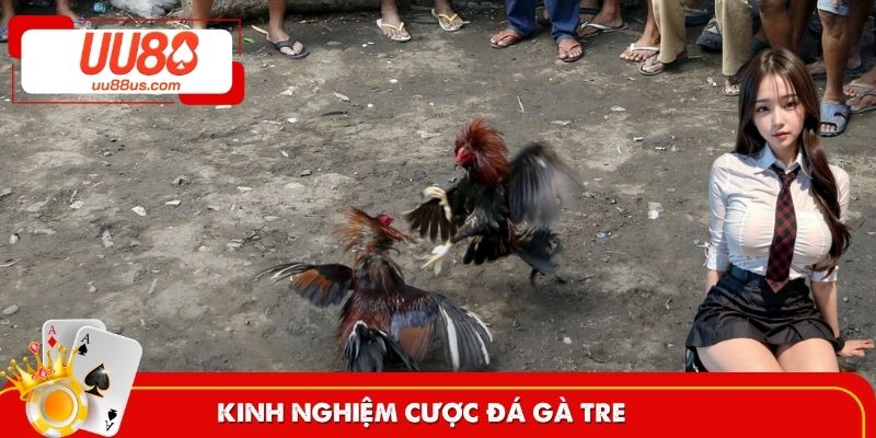 Tuyệt chiêu ẵm thưởng với chọi gà tre